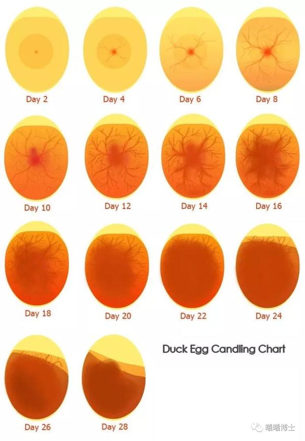 孵化小鸡21天发育图图片
