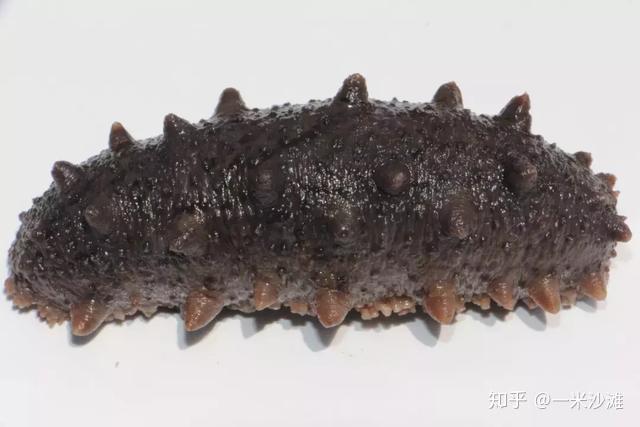 海参泡发必须要用纯净水吗?为什么不能碰油? - 知乎