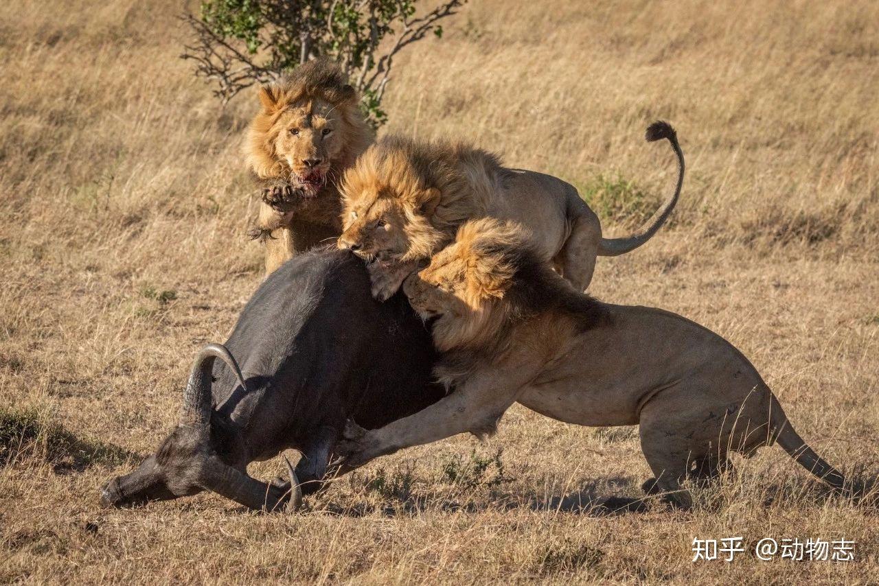 东非大草原上的猎豹：陆地上跑得最快的动物|花豹|猎豹|东非大草原_新浪新闻