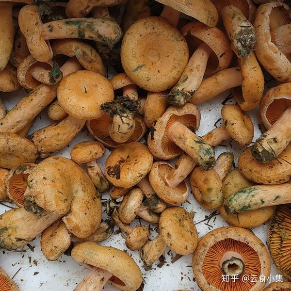 食菌季——来看看在云南都吃哪些野生菌 - 知乎