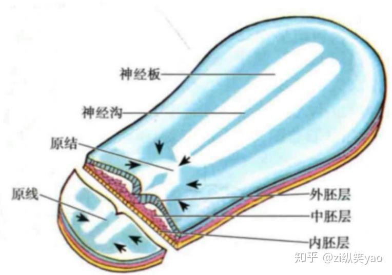 中枢神经系统的胚胎发育 - 知乎