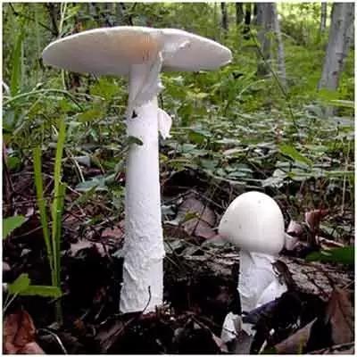 如何辨别野生蘑菇是否有毒? - 知乎