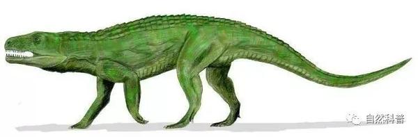 镇馆之宝9两亿四千万年前的陆地霸主山西山西鳄
