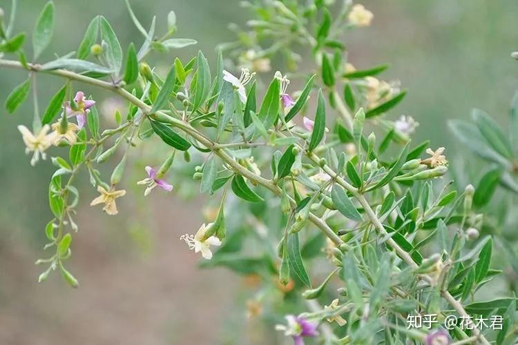 枸杞盆景为何开花多结果少或者开花不结果? - 知乎
