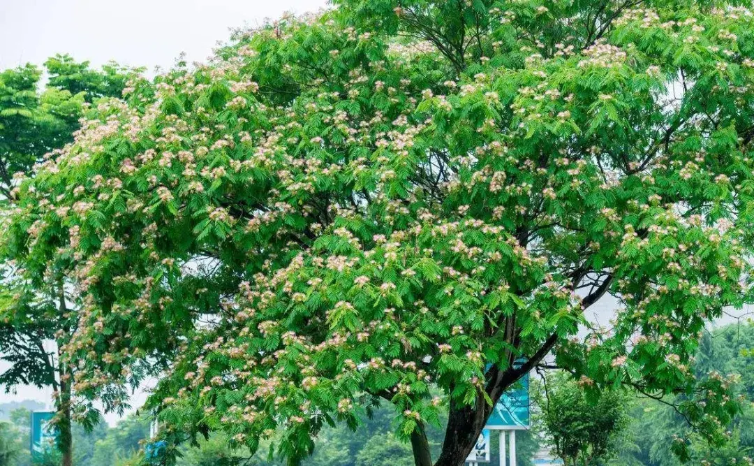 欢合欢合喜手搓汤圆
