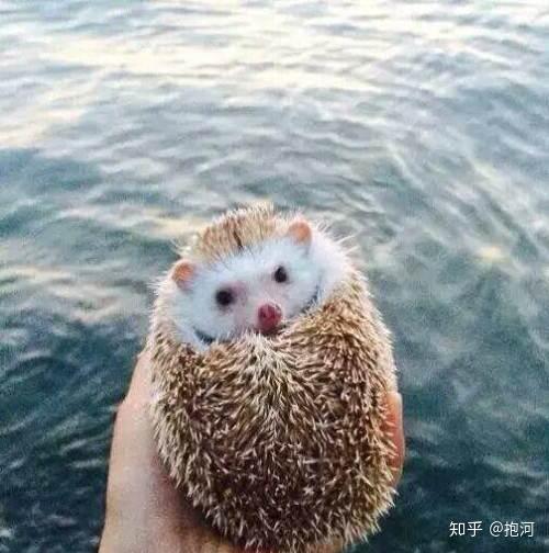 刺猬品种与挑选 - 知乎