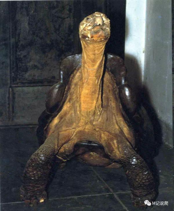 消失112年的费尔南迪纳象龟重现加拉帕戈斯荒岛