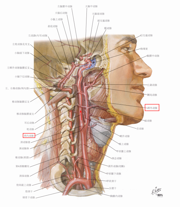 滑车上动脉解剖图图片