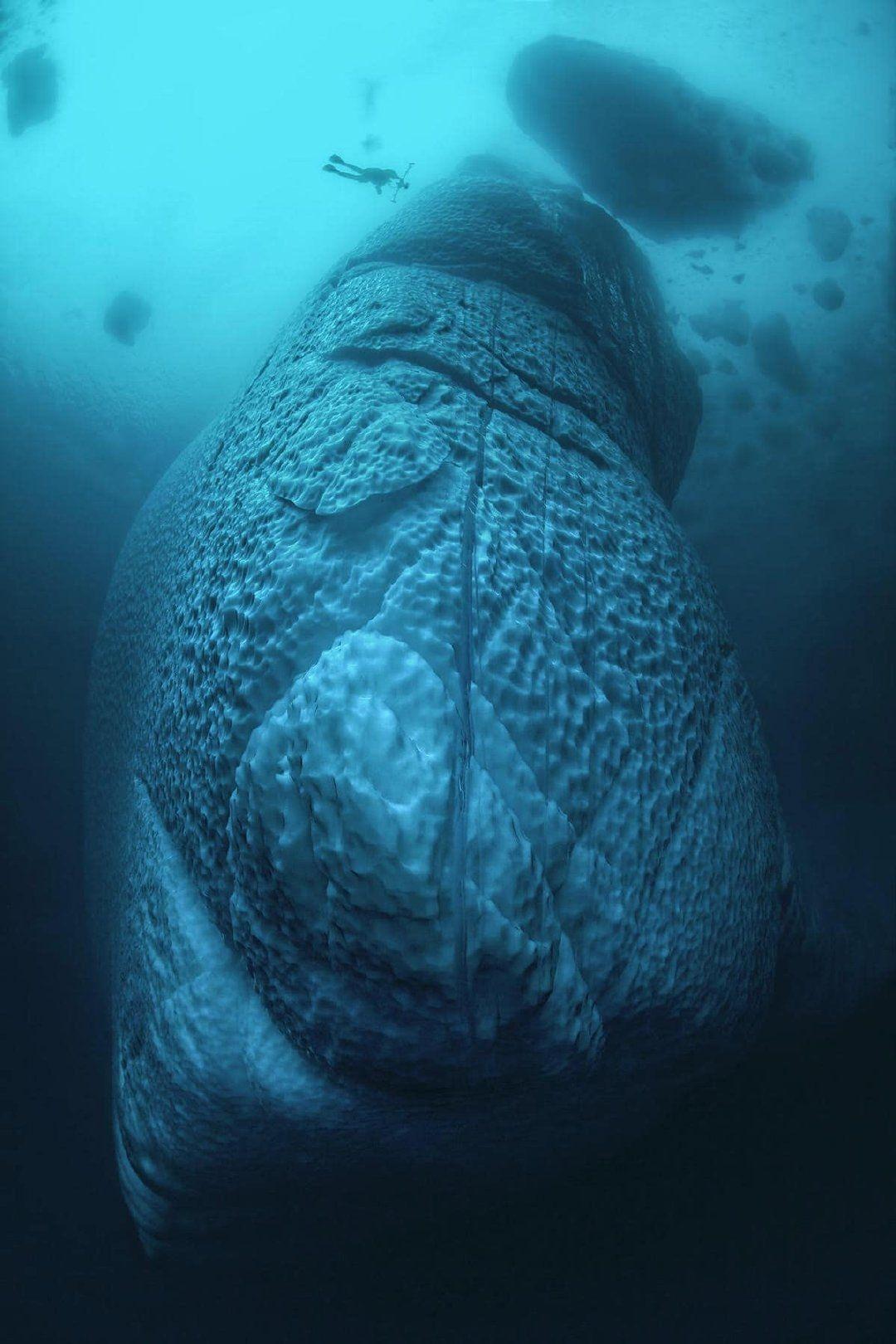 深海巨物恐惧症真实图片