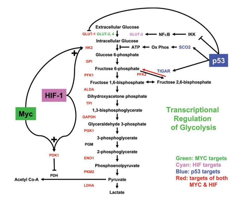 张令强组报道俩关键蛋白调控p53介导的糖代谢和线粒体呼吸的分子机制 - 知乎
