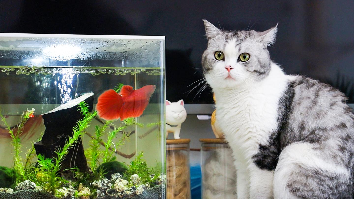 招财猫鱼观赏鱼牌子哪个好 观赏鱼活体 淡水 小型 招财猫怎么样