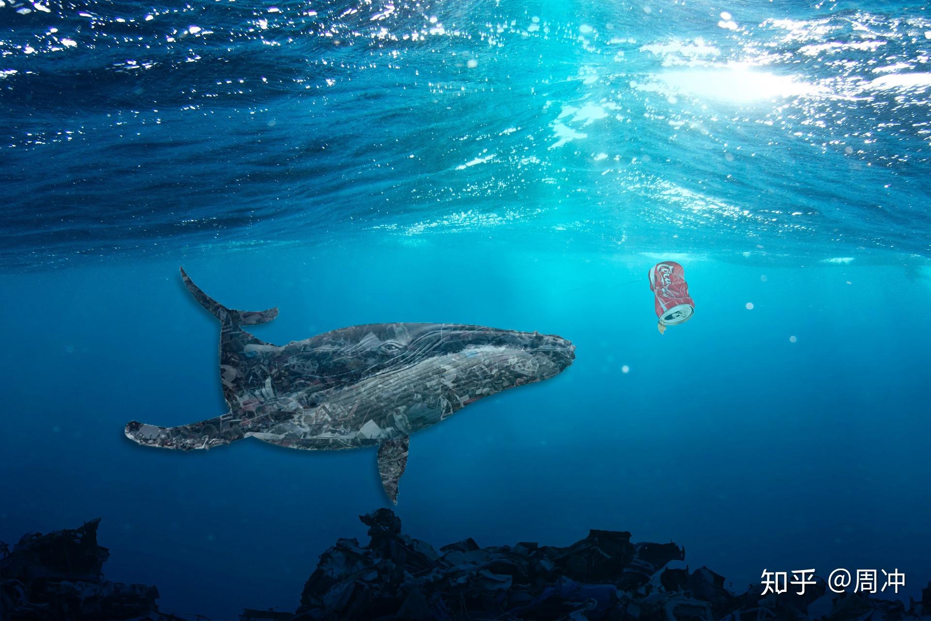体验深海恐惧 蓝鲸的真实尺度_哔哩哔哩_bilibili