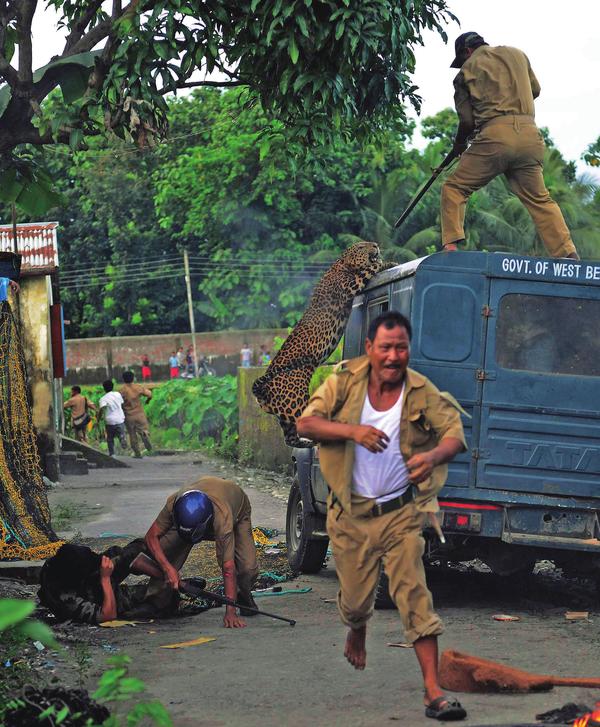 闯入城市的野生动物