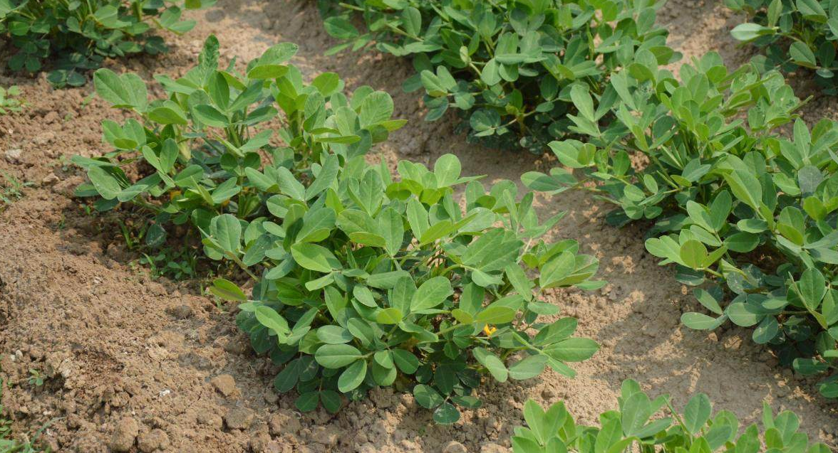 落花生与我的童年趣闻