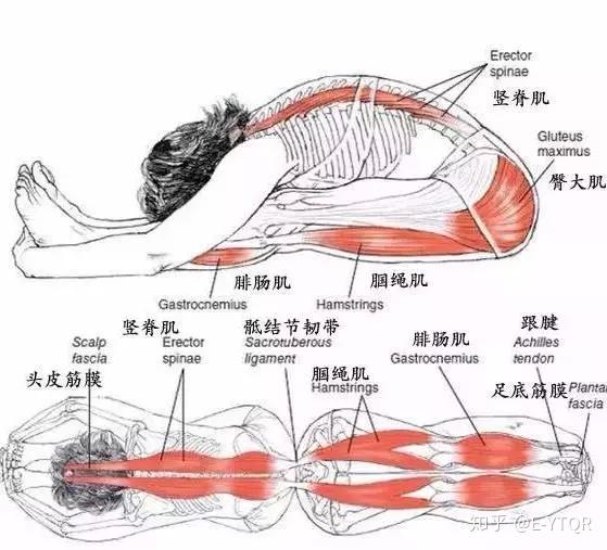 瑜伽体式坐立前屈式-承受张力 - 知乎