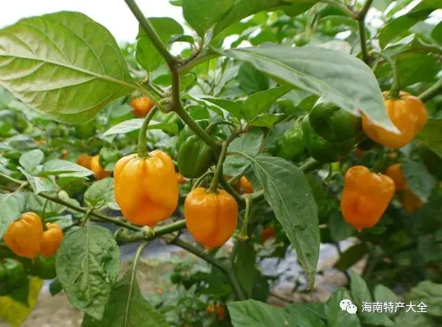 非土生的黄灯笼辣椒,为何能俘获海南人的心? - 知乎