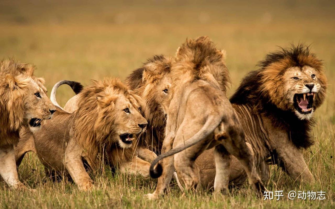 野生狮子哺乳动物吃斑马非洲大草原肯尼亚高清摄影大图-千库网