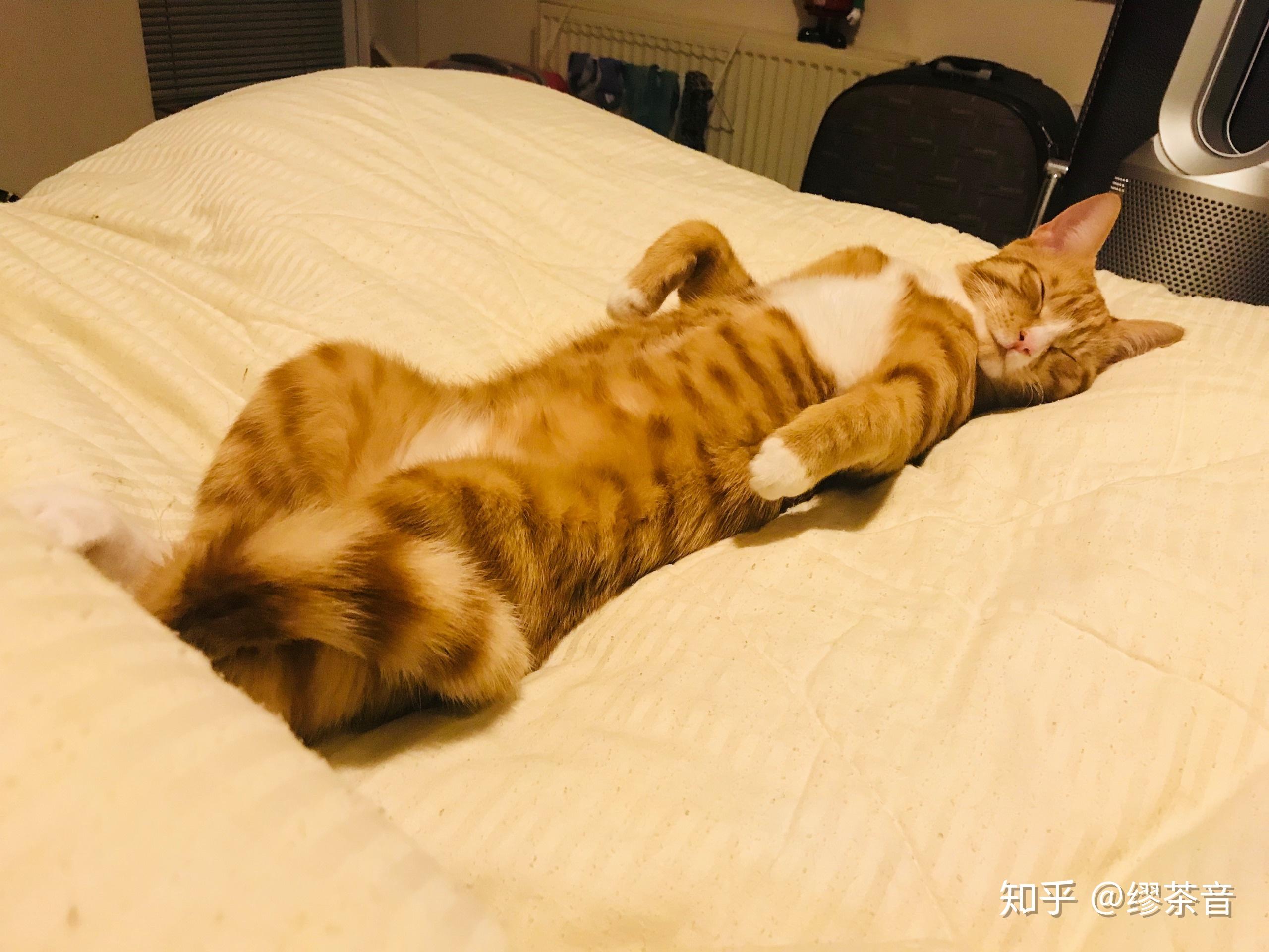 日本一小奶猫成精，睡姿萌化网友：这猫怎么比我还像人？_茶叶
