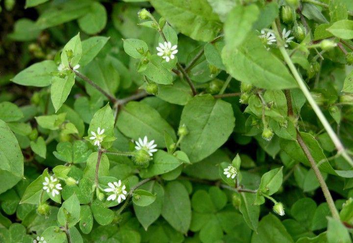 鹅不食草治疗鼻炎的四个有效偏方