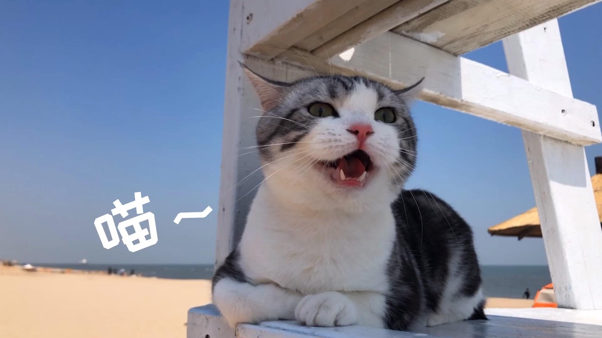 睁着眼睛睡觉的猫咪你见过吗