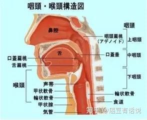 不得不知的咽喉癌早期症状,出现这五种异常,你就该引起重视了!