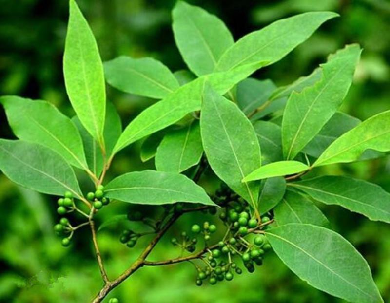 呼吸系统的卫士——山鸡椒精油,带来清新与净化