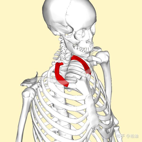 如何提高第一肋骨活动度改善肩颈健康