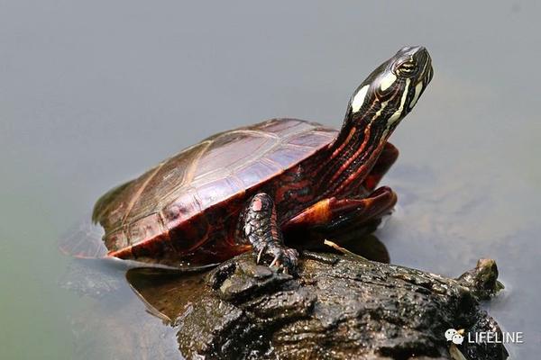 东部锦龟美国四眼龟界传说级别的抗冻神仙