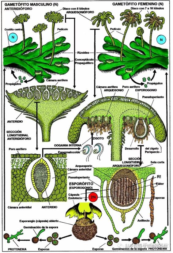 显微镜下绘画的美丽苔藓植物 - 知乎
